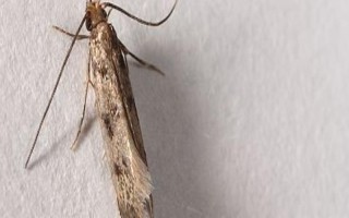 快速灭杀衣蛾的方法，可喷施净威灵衣蛾杀虫剂