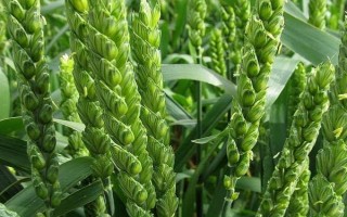 济麦44小麦种子简介,属强筋品种