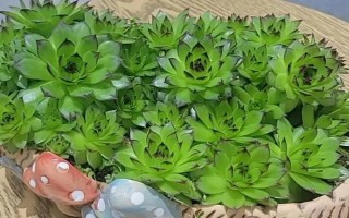 观音莲能秋天换盆吗,可以在秋季进行