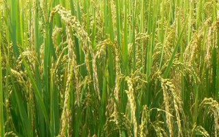 龙两优172水稻种子特点，全生育期143天