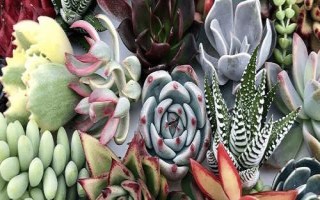 如何种植多肉，主要包含以下五点