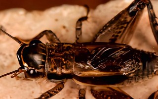 蟋蟀吃什么，吃青菜叶、栗子果肉等各种杂食