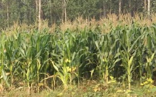 丰乐278玉米种子介绍，中抗南方锈病（病级5级）