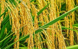 锦城优4245水稻种子介绍,该品种基部叶叶鞘绿色