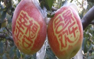 怎么对苹果贴字，将字模贴在苹果表面可产生色差