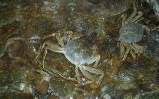 如何养殖河蟹，前期主喂精料、后期主喂荤料