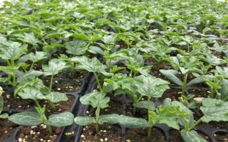 秋冬丝瓜定植后的管理方法，喷施新高脂膜可缩短缓苗期