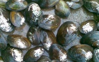 河蚌的呼吸器官是什么,其呼吸器官是鳃
