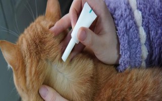 猫咪驱虫的误区，以下6种想法不可取