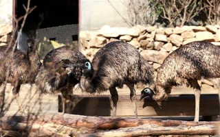 鸸鹋和鸵鸟的区别，体型和经济价值均不同