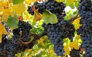 酿制葡萄酒的品种有哪些，赤霞珠是酿造红葡萄酒品种之王