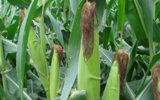 致泰10号玉米品种简介，品种株型紧凑