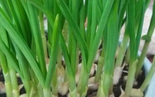 盆栽蒜苗能收割多少次，一般可连续收割3-4次