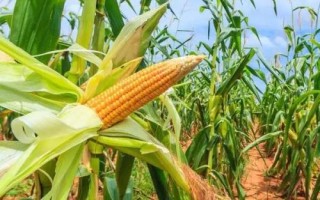 冠虎107玉米种简介，高抗禾谷镰孢茎腐病