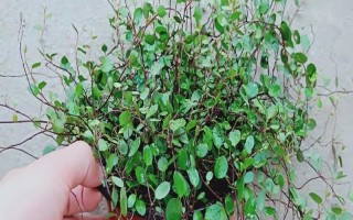 千叶吊兰的养殖方法，在半阴的环境下养护为宜