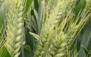 鲁垦麦9号小麦种子特征特性,属多穗型品种
