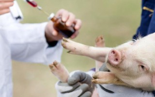 仔猪拉黄痢怎么处理，先对全窝的猪仔使用氯霉素等药物