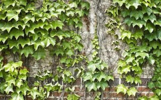 爬山虎冬天会不会冻死，通常不会冻死
