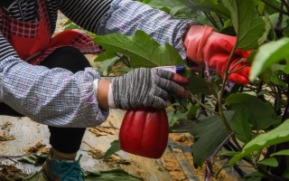 茄子病害及防治方法，常见的病害有猝倒病、褐纹病等