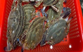 白蟹和梭子蟹有什么区别，二者没有区别只是叫法不同