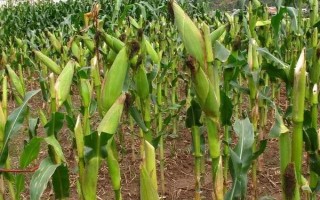 晋单52号玉米种子特点