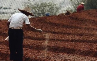 磷肥施用方案，要因土施用