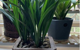 墨兰换盆后需要立马浇水吗，换盆后要立马浇水