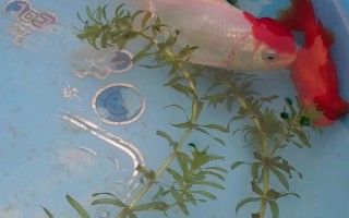 小金鱼会不会产卵，发育成熟后是会产卵的