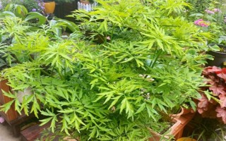 如何防老鼠来咬花盆里的花，可以用铁丝网来遮盖在花盆周围