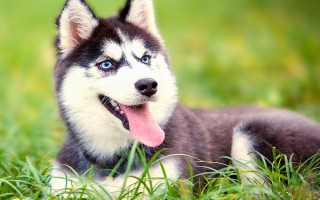 狗狗身上有皮屑的原因，可能是感染了皮肤病或营养不良等