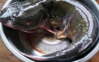 什么是梭边鱼，属于鲶形目、鮰科、真鮰属淡水鱼类