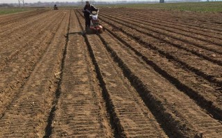 黄芩种子的播种方法，播种前种子先用温水浸泡5-6小时