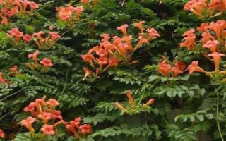 凌霄花的种植条件，在春秋季及时防治蚜虫