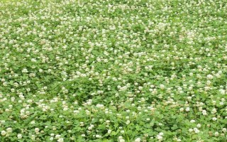 白三叶草的特点,可持续生长10年以上