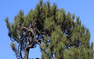 松树传播种子的方法，可风力传播或动物传播等