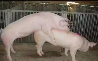 母猪发情表现与配种时间,会出现食欲下降、外阴红肿、接受公猪爬跨等情况