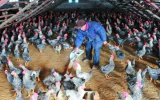 鸡应激如何预防，要为其创造一个适宜的生长环境