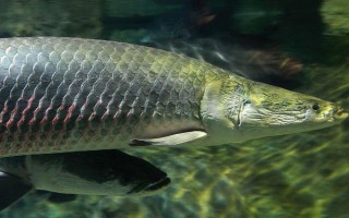 巨骨舌鱼有什么繁殖习性，喜欢在浅滩产卵