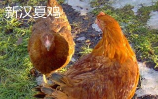 蛋的品种，最常见的种类是鸡蛋