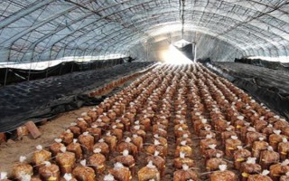 桑黄的种植技术,最佳的出菇温度在25-30℃之间