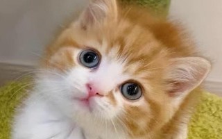 猫鼻支的症状，早期会出现打喷嚏、咳嗽、流清鼻涕