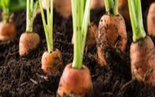 种植胡萝卜要注意哪些事项，在生长期间需要大量的水