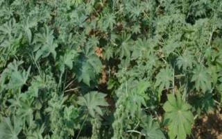 种植一亩蓖麻的纯收入,一般为2000-5000元左右