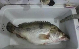 桂鱼吃什么食物，主要以动物性食物为主