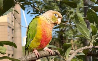 鹦鹉能不能长时间晒光，长时间暴晒容易患上皮肤病