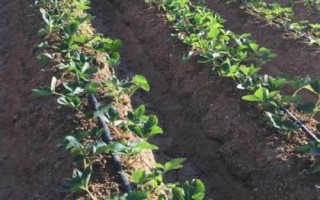 草莓移栽死苗如何解决，移栽前要晒地杀菌