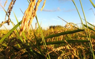 勇稻香水稻品种的特性，粳型常规水稻品种