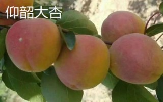 河南三门峡市的特产,三门峡核桃名气大