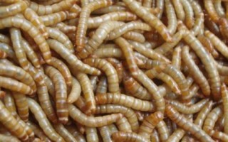 黄粉虫的养殖技术,要选择合适的种苗