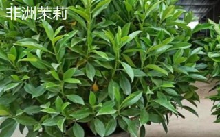 去甲醛味常用什么植物，可选择滴水观音、白掌等